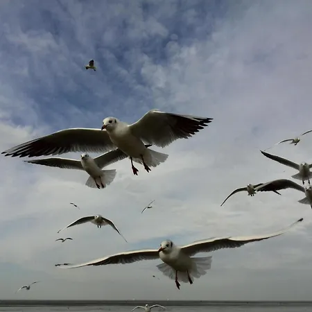 Sonniges Hinter Dem Deich * Cuxhaven